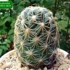 33 _Coryphantha _cornifera_ SB44 _05